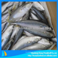 Gefrorene pacific mackerel Scomber Japonicus mit perfektem Preis